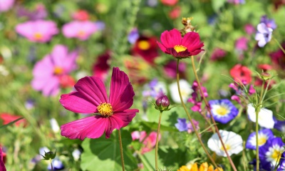 Fleur je tuin op met deze bloemzaden