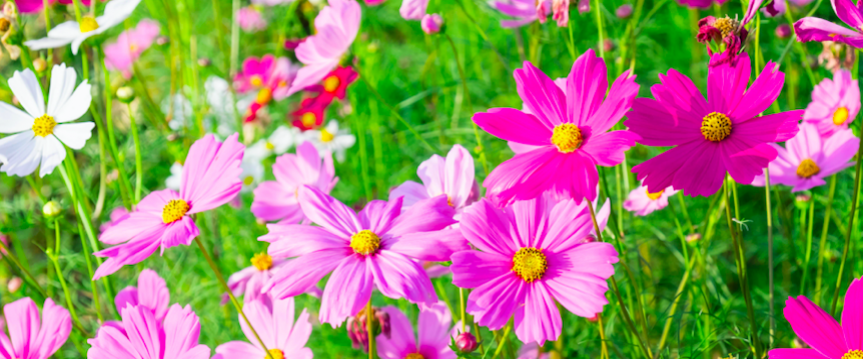 Drie bloemen die je zelf gemakkelijk kweekt