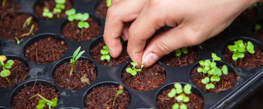 Genieten van biologische groenten en kruiden: Kweek ze in je eigen moestuin