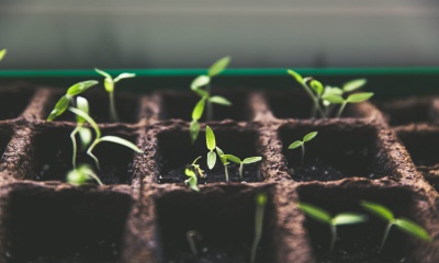 Genieten van biologische groenten en kruiden: Kweek ze in je eigen moestuin