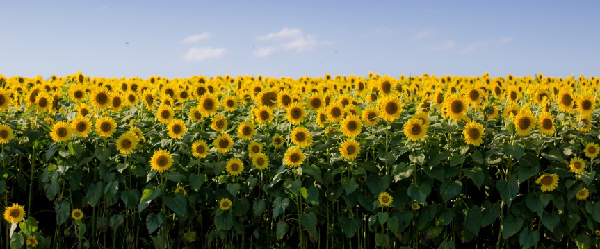 Zonnebloemen in alle seizoenen