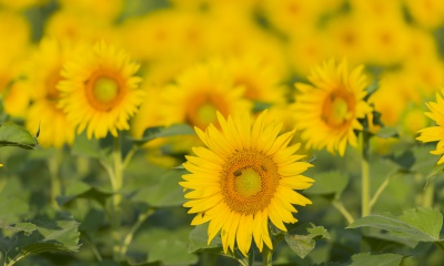 Zonnebloemen in alle seizoenen