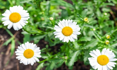 Haal de lente de tuin in met paasbloemen