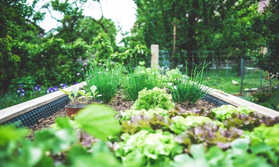 Stappenplan: verrijk je moestuin met een groenbemester