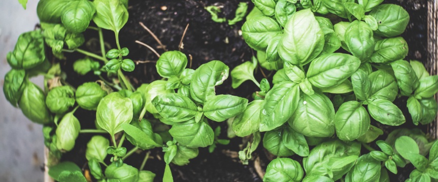 Wat komt er allemaal kijken bij het verzorgen en stekken van basilicum?