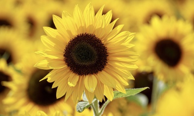 Ontdek de eindeloze opties met de zonnebloem (en haar pitten)