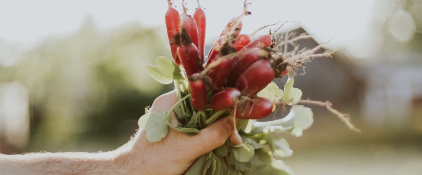 Waarom een moestuin jouw goede voornemens uit laat komen