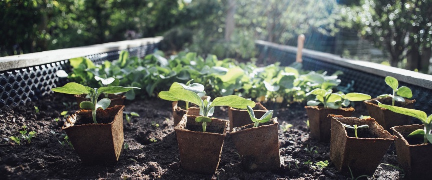 Combinatieteelt: gouden combinaties in de moestuin