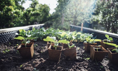 Combinatieteelt: gouden combinaties in de moestuin