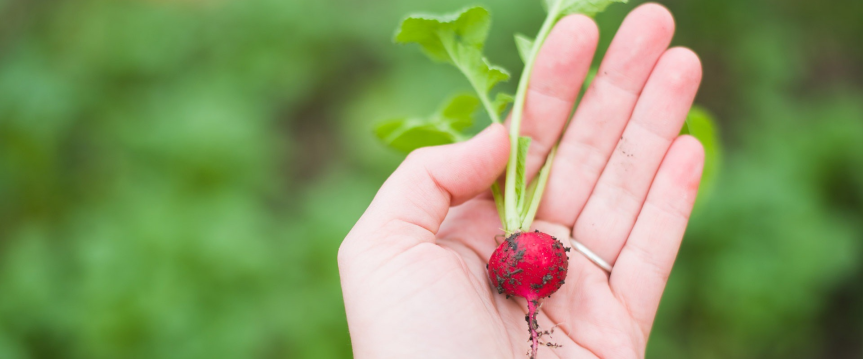 Groene voornemens? Start in 2024 met het zaaien van biologische groenten