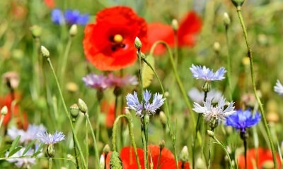 Maak van je tuin een bloemenweide