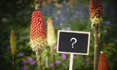 Vergroot je woordenschat met onze plantennamenquiz!