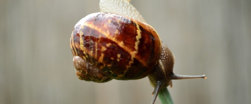 Help, ik heb slakken in de moestuin!