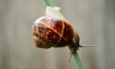 Help, ik heb slakken in de moestuin!