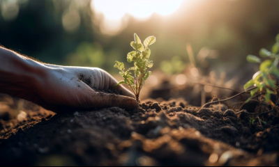 Hoe begin je een moestuin?