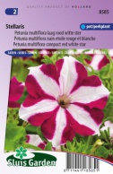 Petunia Stellaris, rood witte ster