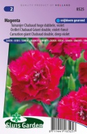 Tuinanjer Chabaud hoge dubbele Magenta, violet