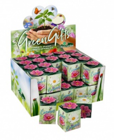 Greengift, Cosmos 40 stuks in showdoos