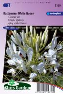 Kattensnor White Queen (Cleome)