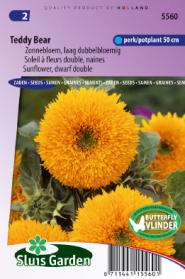 Zonnebloem Teddy Bear, lage dubbelbloemig (Helianthus)