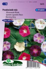 Klimmende Winde Choice Mixed (Ipomoea)