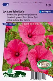 Lavatera Ruby Regis (Bekermalva)