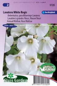 Lavatera White Regis (Bekermalva)