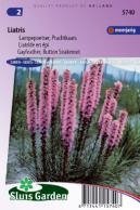 Lampepoetser Prachtkaars (Liatris)