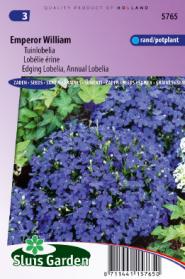 Lobelia Emperor William