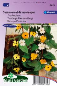 Suzanne met de mooie ogen alata gemengd (Thunbergia)