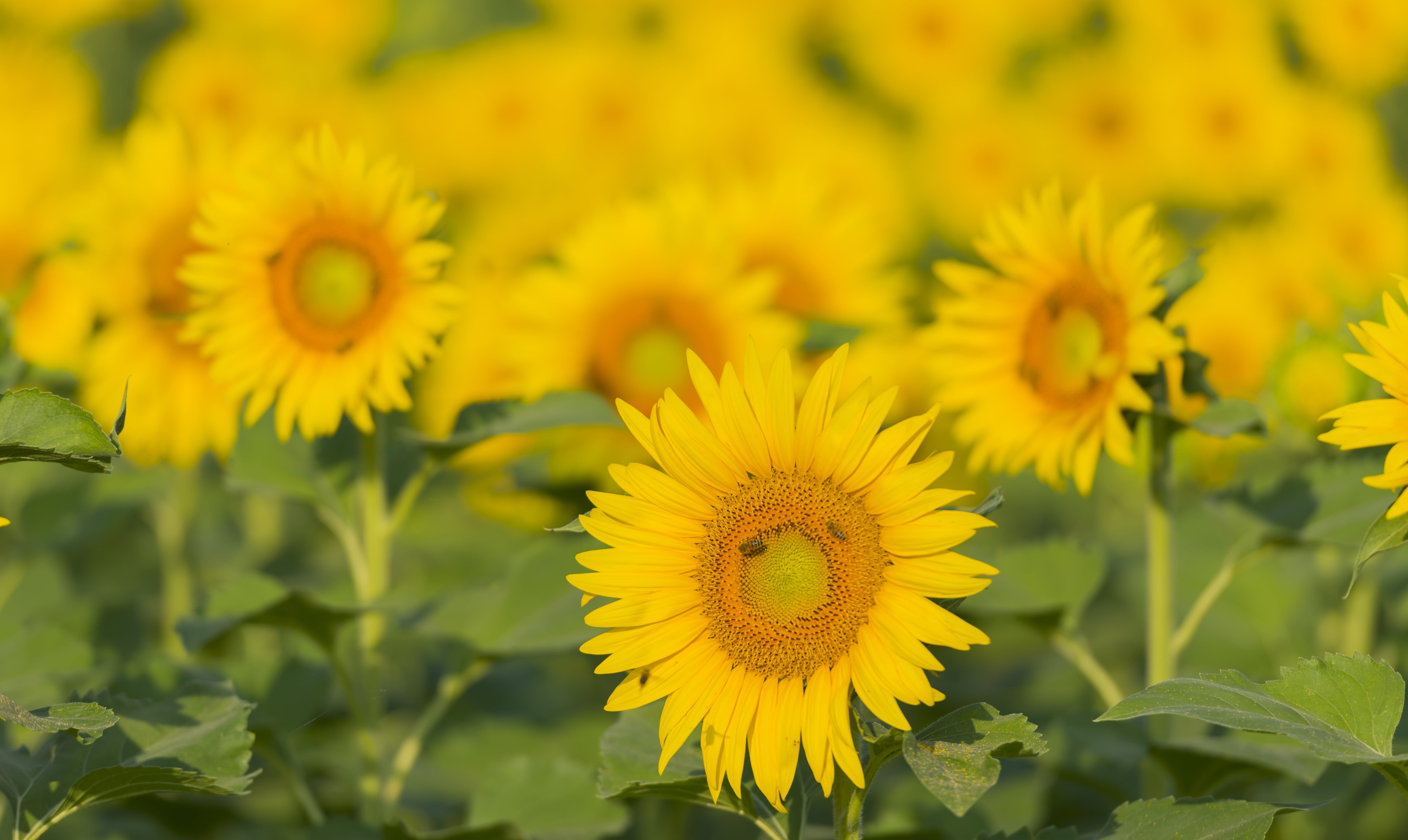 zonnebloem close-up