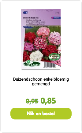 Duizendschoon enkelbloemig